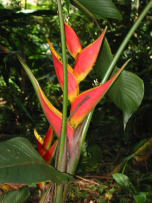 Bolivie, Cochabamba, Villa Tunari, fleur tropicale