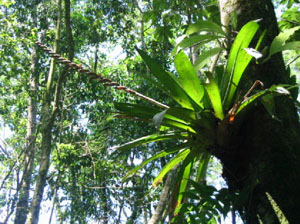 Bolivie, Cochabamba, Villa Tunari, une orchidee sur son tronc d'arbre