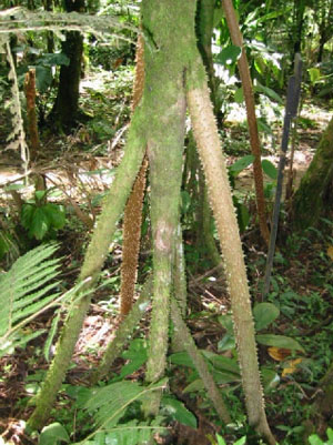 Bolivie, Cochabamba, Villa Tunari, un arbre tropical parapluie