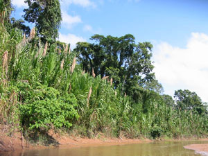 Bolivie, yungas, rurrenabaque, berge d'une riviere