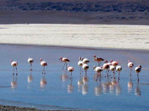 Bolivie, Sud Lipez, flamands roses sur la laguna hedionda