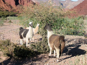 Bolivie, Tupiza, lamas